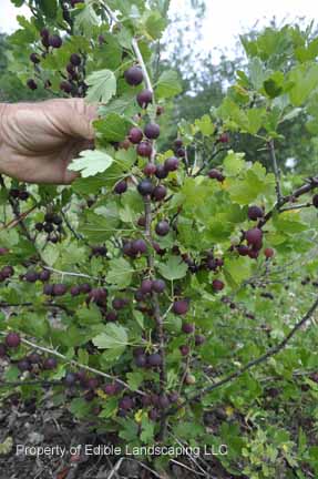 Gooseberry Black Velvet